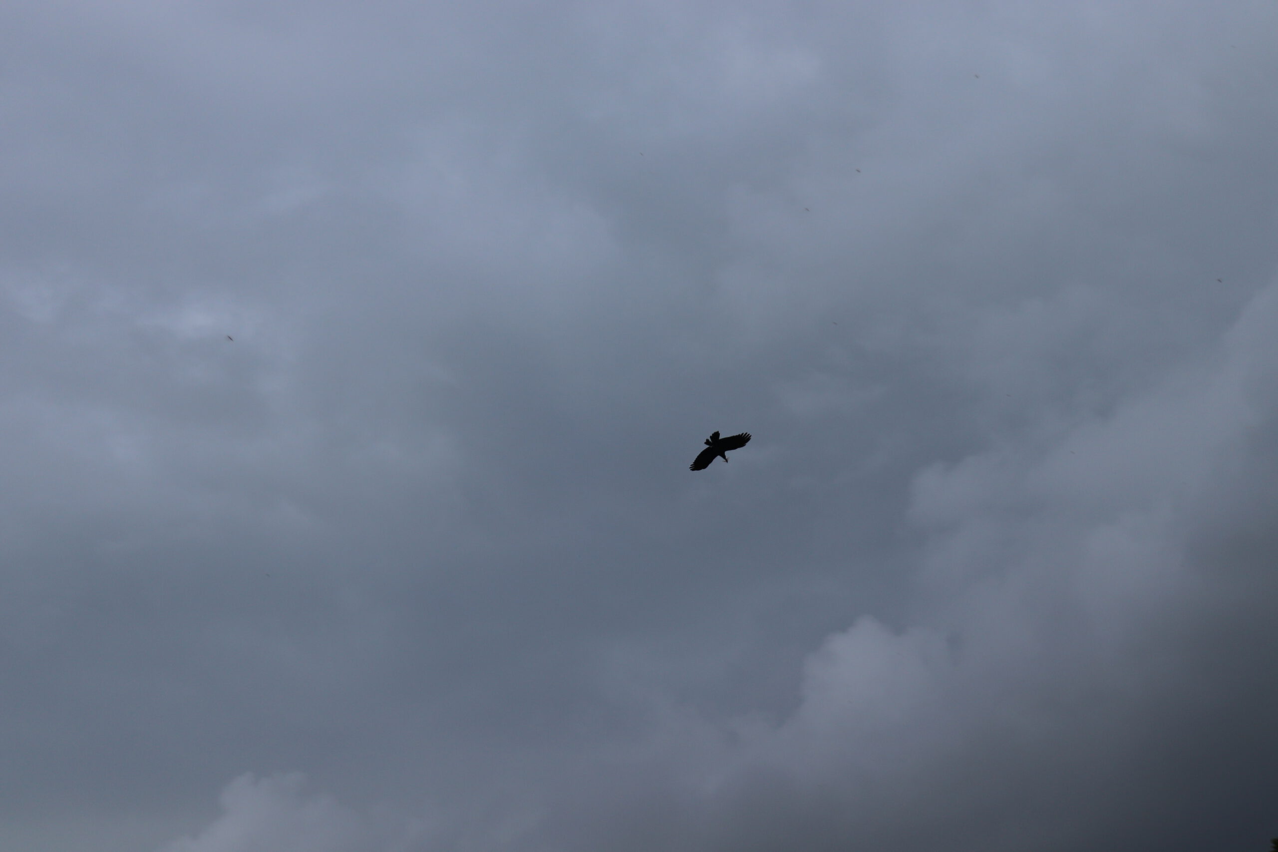 कागले सलहलाई सिकार गर्दै