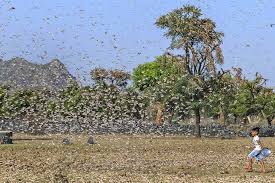 किलो सहल बुझाउनेलाई रु १००