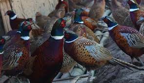 सुन्तलाको पकेट क्षेत्रमा कालिज पालन