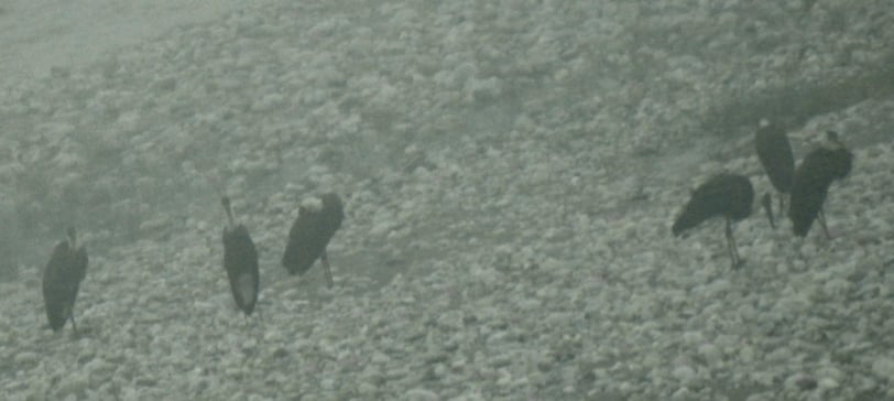 जाजरकोटमा भेटियोे लोभीपापी