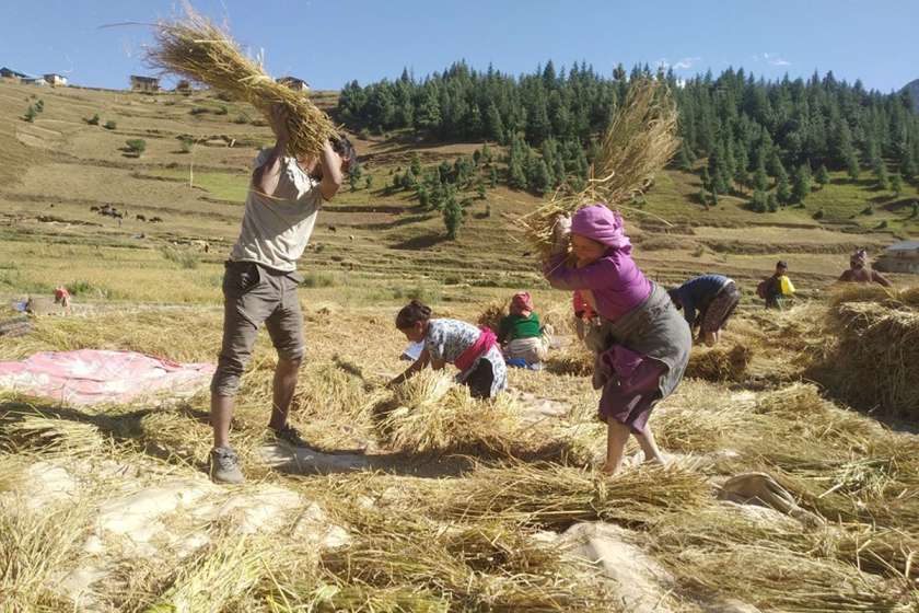 जुम्लामा मार्सी धान पाक्यो, किसानलाई भ्याई नभ्याई