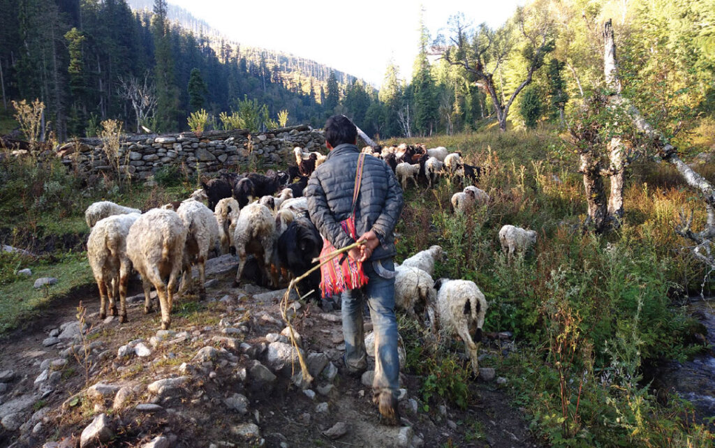 जुम्लाका भेडीगोठालाका नलेखिएका कथाव्यथा