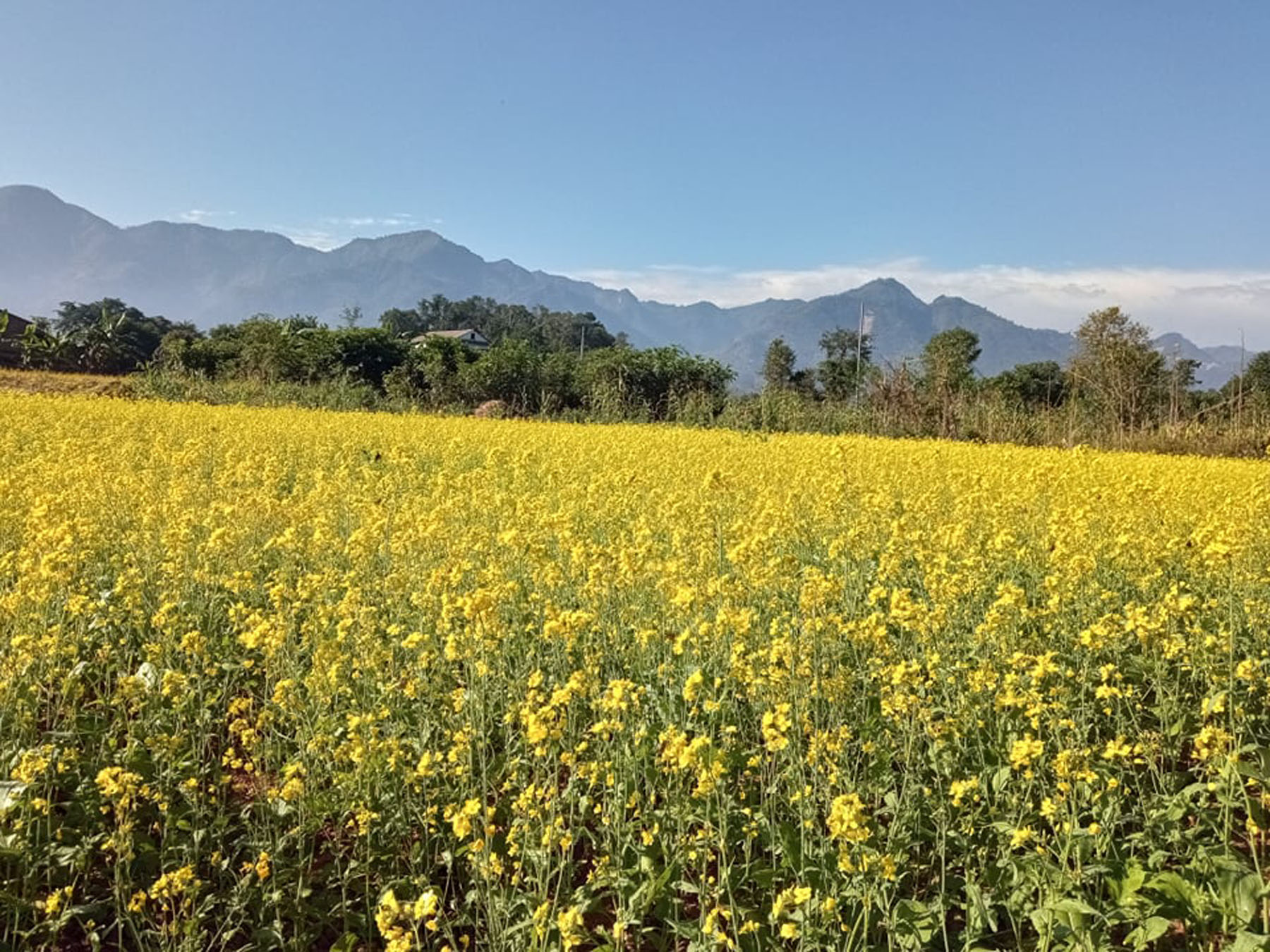 फूल्दै गरेको तोरीबाली