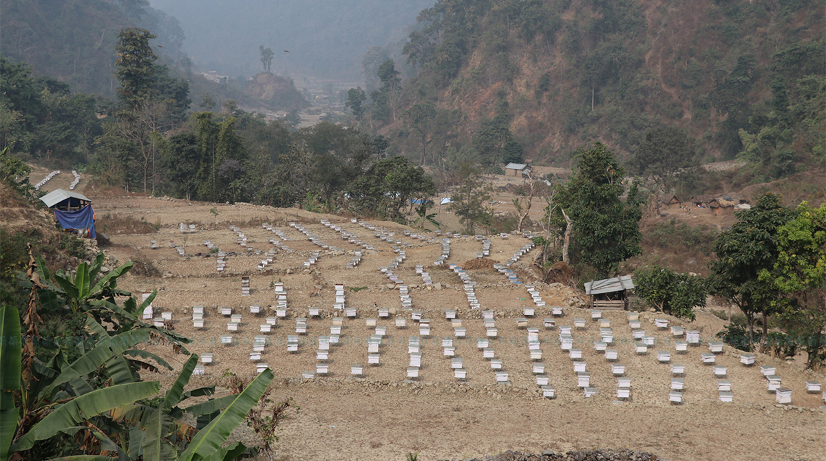 चिउरी कटानले मह उत्पादन घट्यो