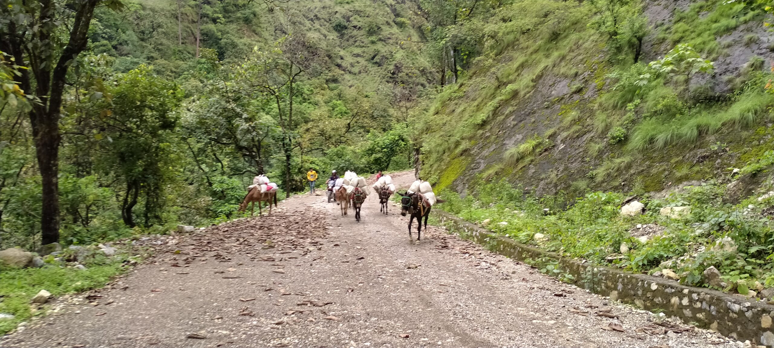गाउँगाउँ सडक पुगे पनि ढुवानी गर्न खच्चडकै भर