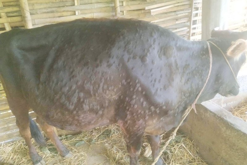 लम्पी स्किनबाट सयौँ पशु मरे ः प्रभावकारी उपचार अभाव