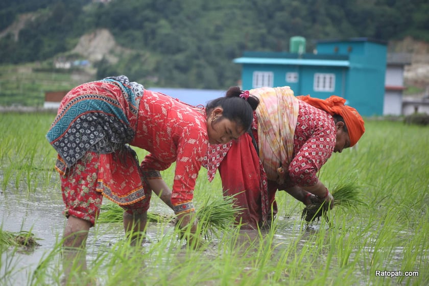 धानको कथा ः २०१५ सालको चुनावपछि धानको निर्यात ह्वात्तै बढ्यो