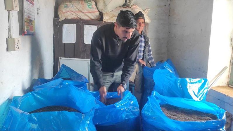बाँझो छोडिएको जग्गामा कुश्मा नगरपालिकाले फलायो १६ मुरी कोदो